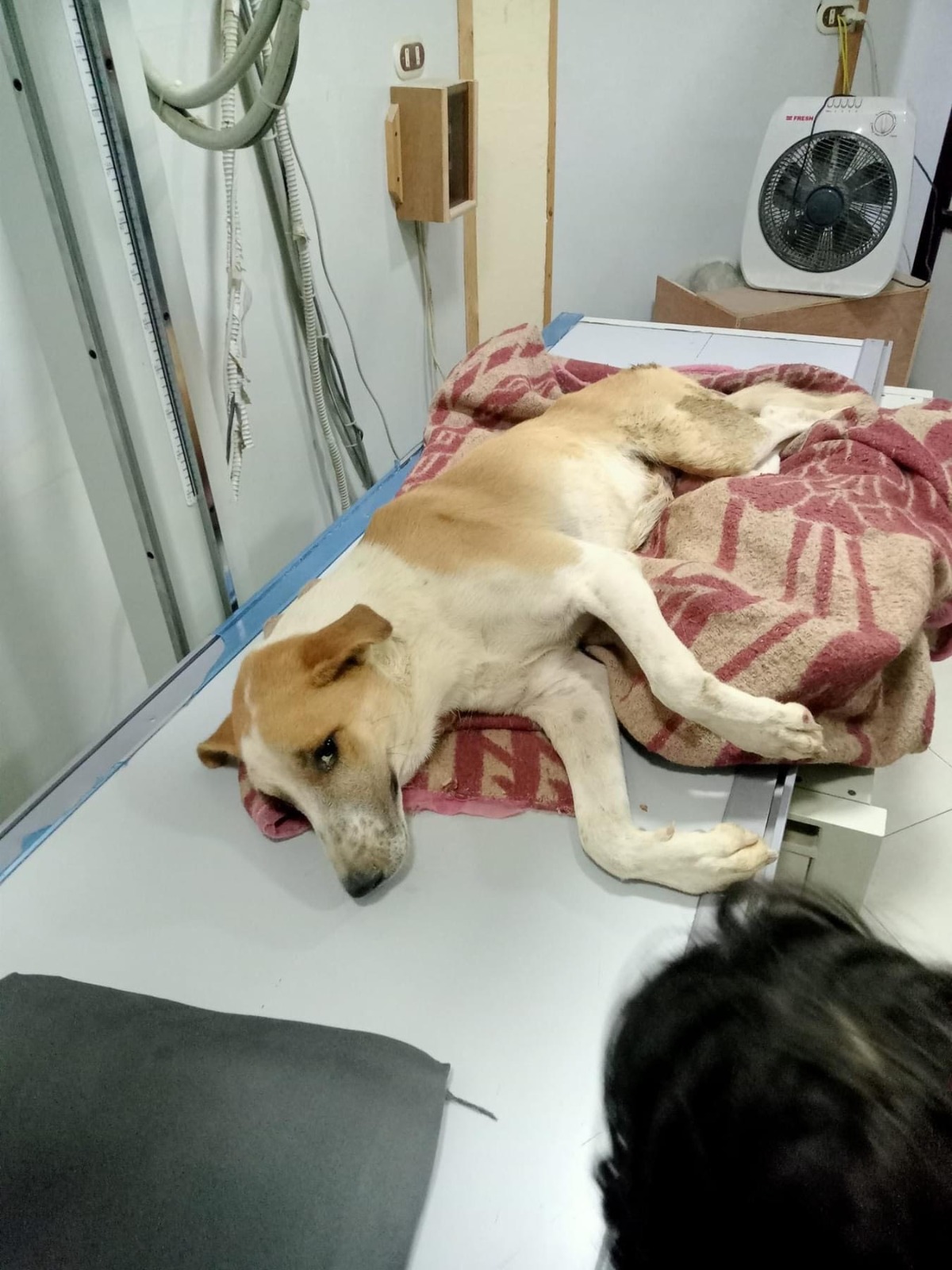 إنقاذ كلب صدمته سيارة (3)