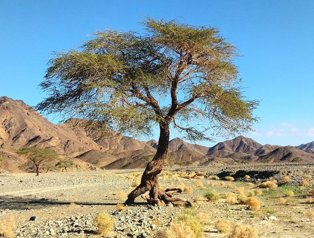 شجرة الظل فى الصحراء الشرقية 
