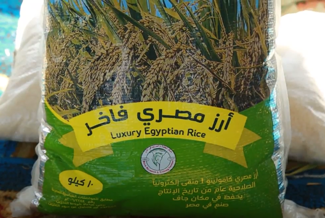 ارز مصري انتاج مركز البحوث