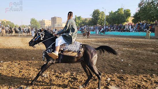 متعة-الخيول-والمرماح-فى-المولد-بالأقصر