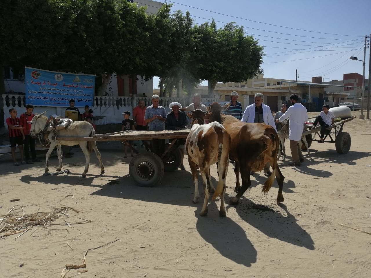 قافلة بيطرية بقرية بكفر الشيخ