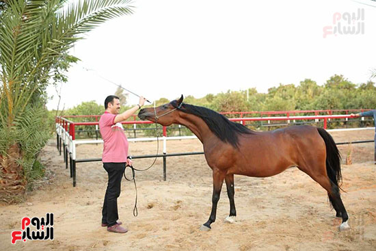 محمد-عبد-الحميد-عطوان-أحد-المربين-القدامى-الخيول-العربية-الأصيلة،