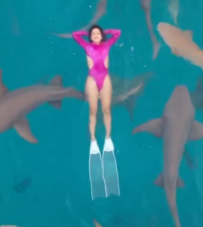 غواصة سورية تسبح برفقة أسماك القرش الحاضنة