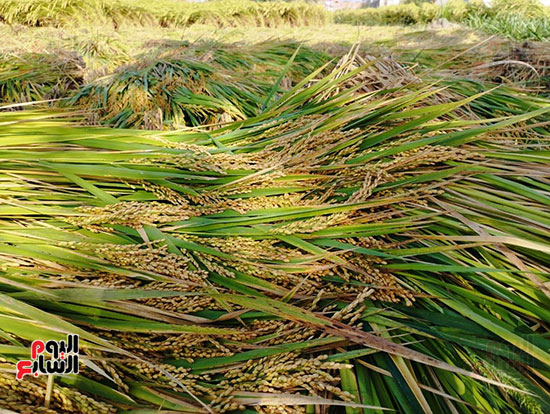 انطلاق-موسم-حصاد-الأرز-بغيطان-الشرقية--(2)