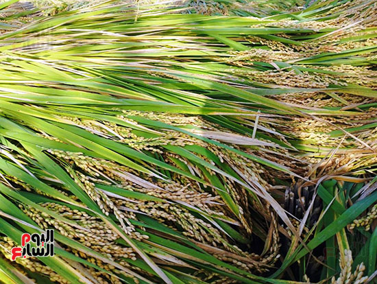 انطلاق-موسم-حصاد-الأرز-بغيطان-الشرقية--(3)