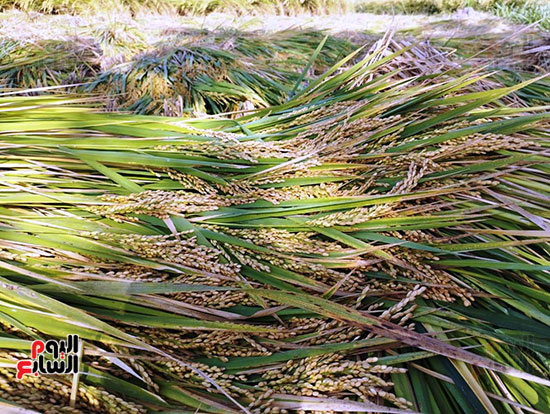 انطلاق-موسم-حصاد-الأرز-بغيطان-الشرقية--(6)