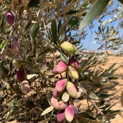 زراعة الزيتون في شمال سيناء (1)