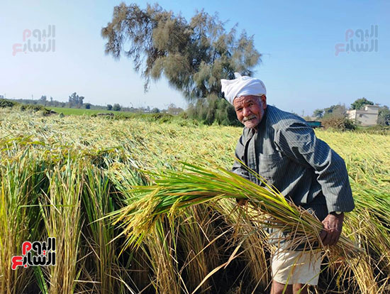 انطلاق-موسم-حصاد-الأرز-بغيطان-الشرقية--(1)