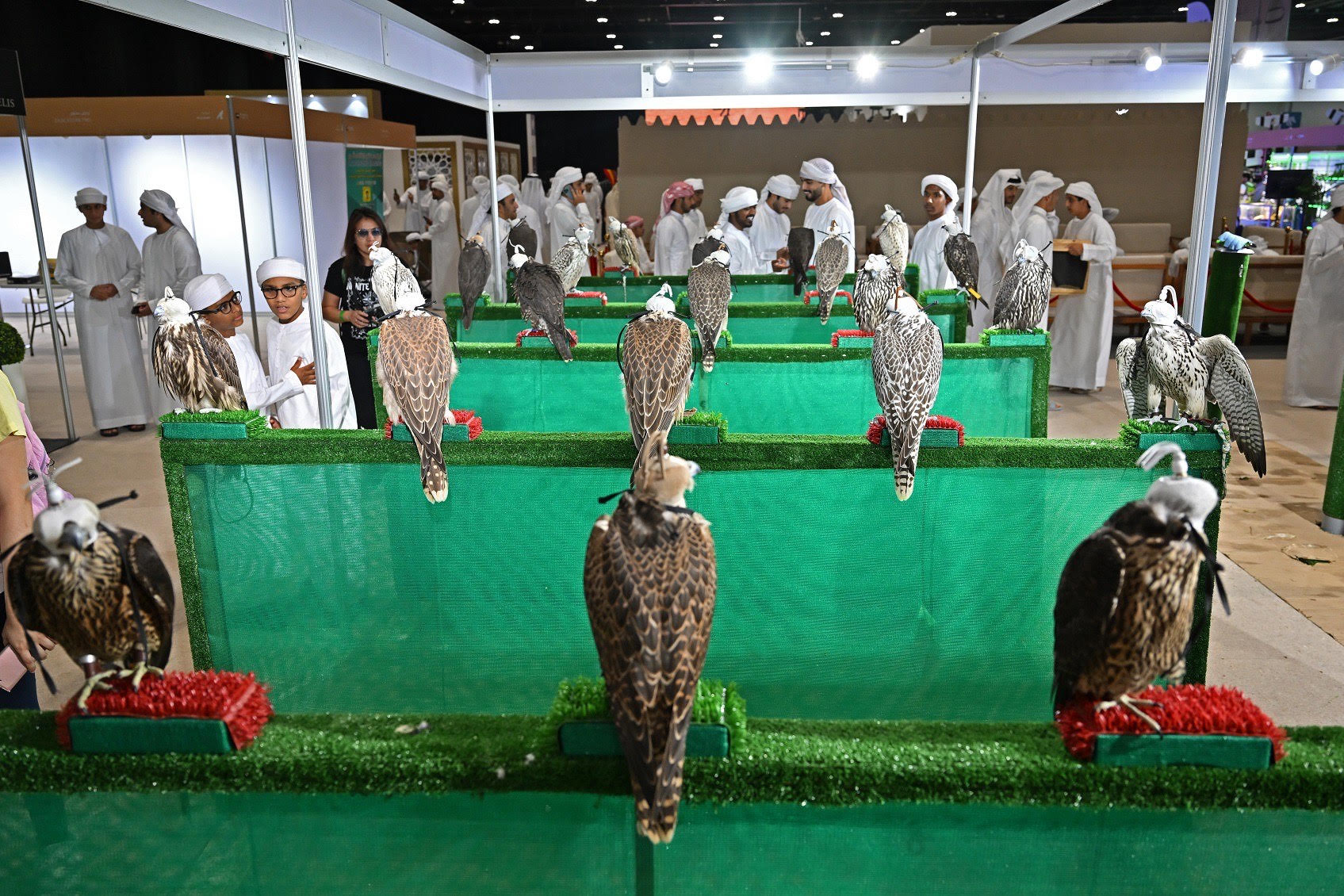 مزادات علي أنواع نادرة من الإبل والصقور نادرة بمعرض أبوظبي (2)