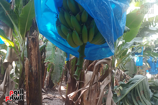 زراعات-الموز