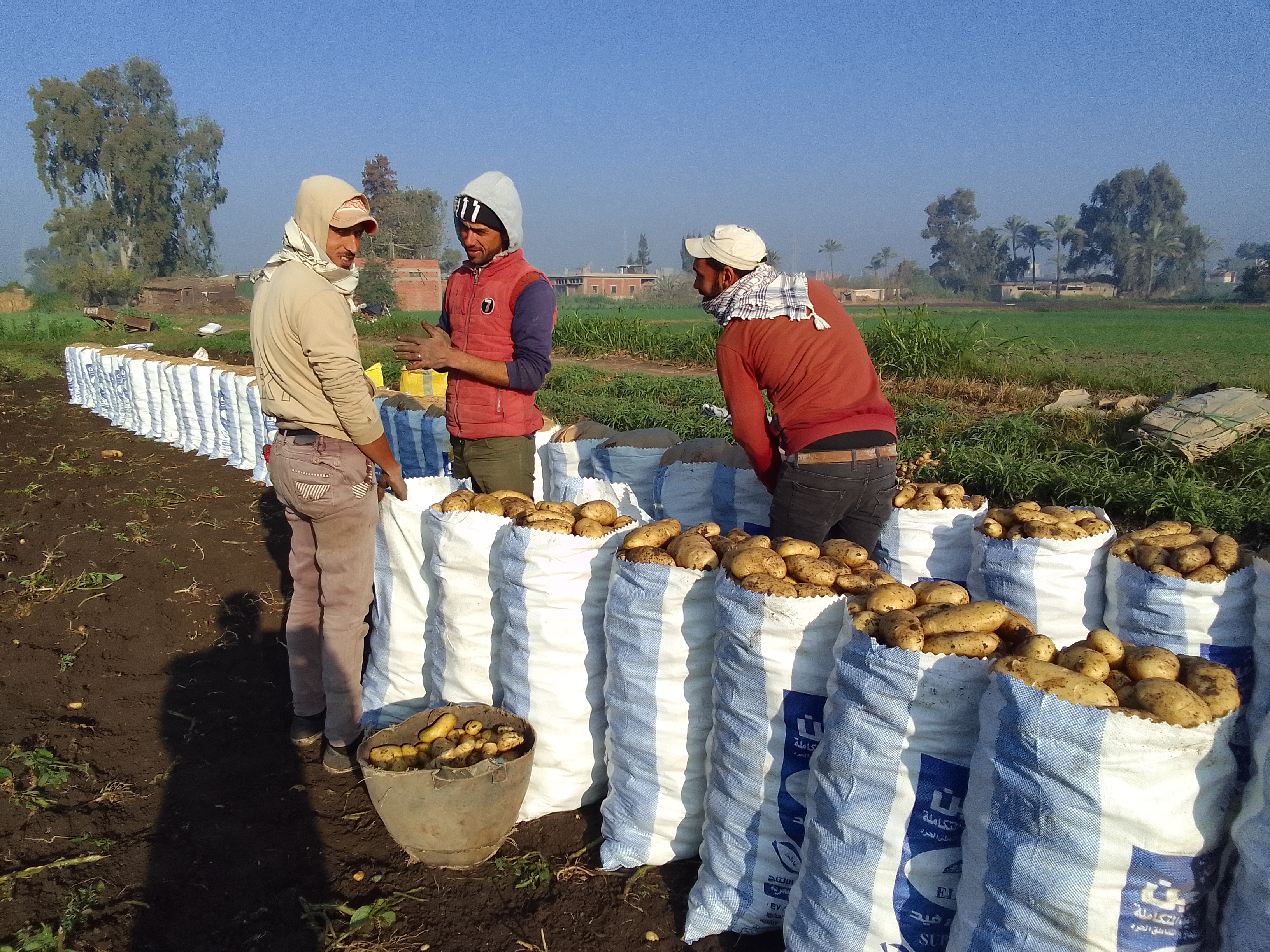 حصاد محصول البطاطس في محافظة دمياط (1)