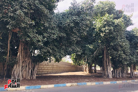 شجرة-التين-البنغالى