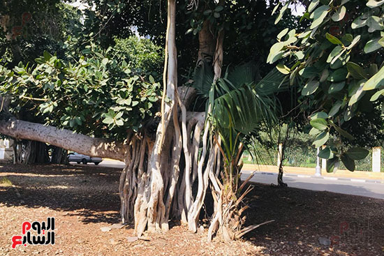 شجرة-التين-البنغالى-بالإسماعيلية-(1)