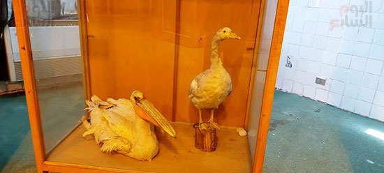 طيور-البجح-محنطة-داخل-المتحف