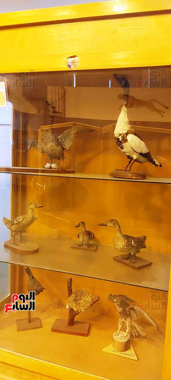 جانب-من-الطيور-البرية-المحنطة-بالمتحف