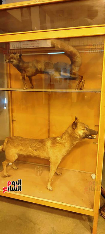 الفرق-بين-الكلب-والثعلب-فى-المتحف