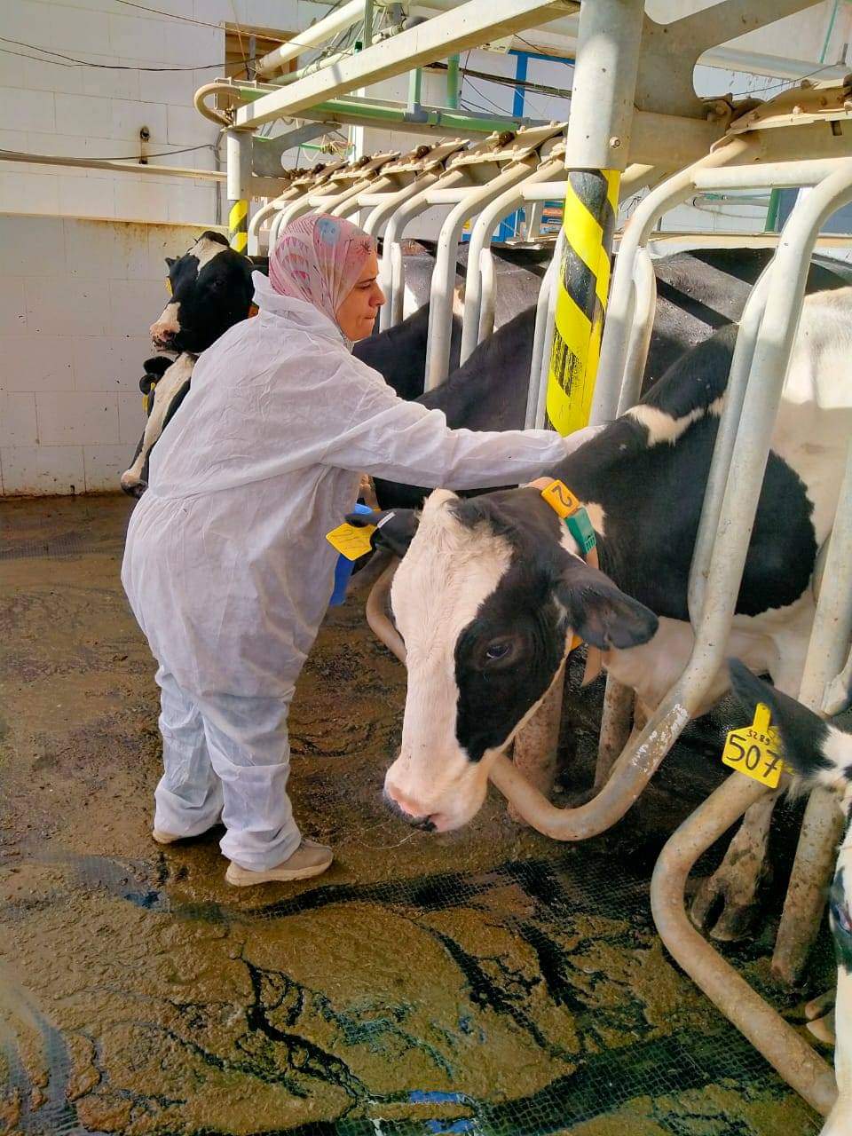 تحصين الماشية ضد الأمراض