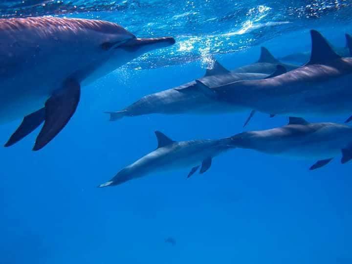 دلافين البحر الأحمر 