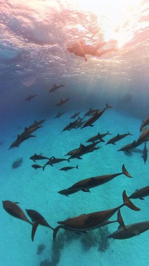 عالم الدلافين فى أعماق البحر الأحمر