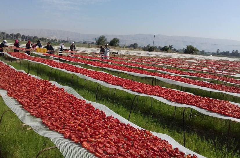 الطماطم المجففة كنز المزارعين للتصدير للخارج