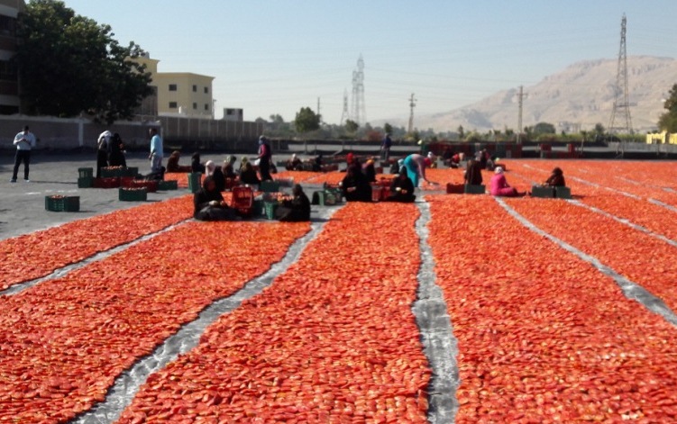 صناعة الطماطم المجففة تجذب أسواق أجنبية للأقصر