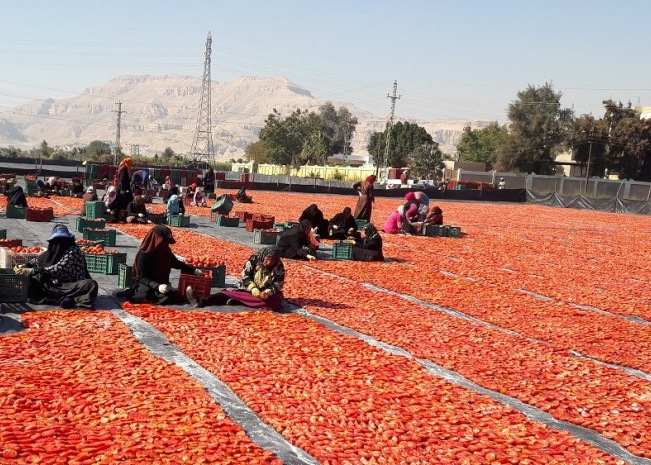 منشر الطماطم المجففة ينتج من 15 لـ20 طن يومياً