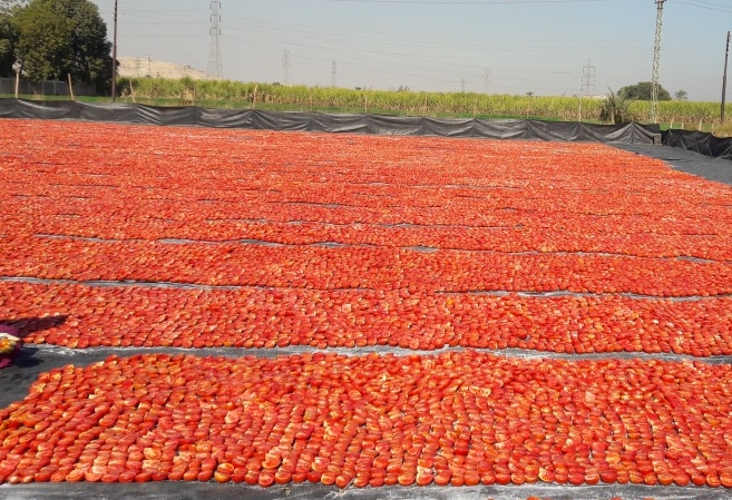 جانب من أعمال تجفيف الطماطم بالأقصر