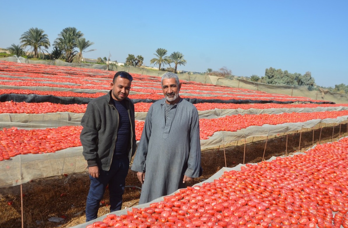 المهندس عبد الكريم دياب ومحطة تجفيف الطماطم بإسنا