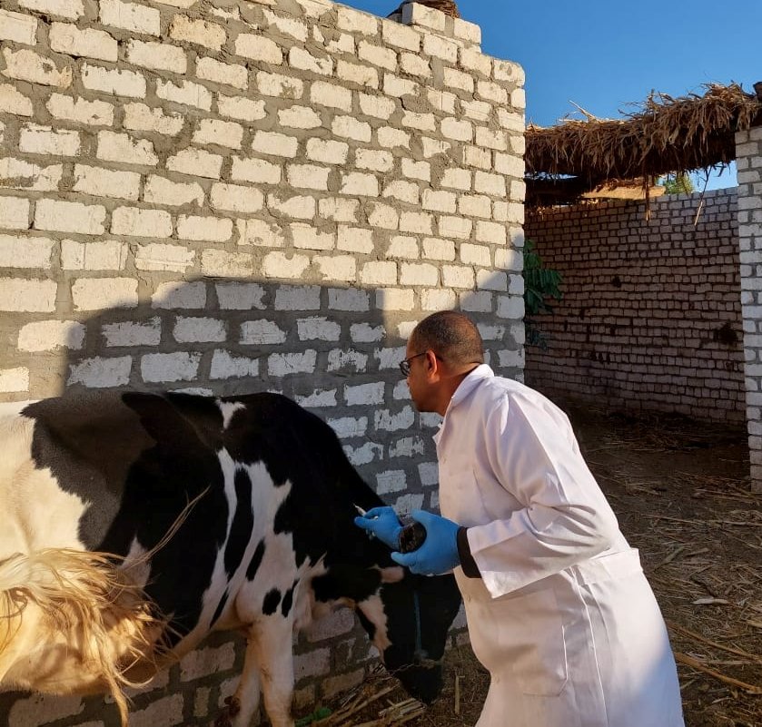 حملات الطب البيطرى لفحص الماشية فى الحملة