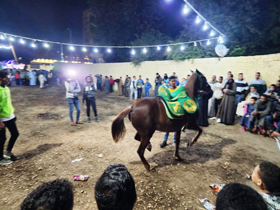 رقصات-مميزة-للخيول-فى-مولد-الشيخ-أبو-الغطاس-بالعوامية