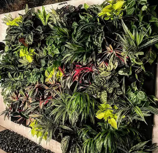 جدار من النبات