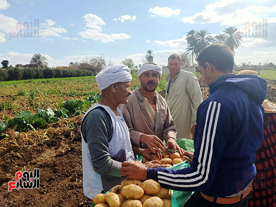 العمال-يجمعون-البطاطس