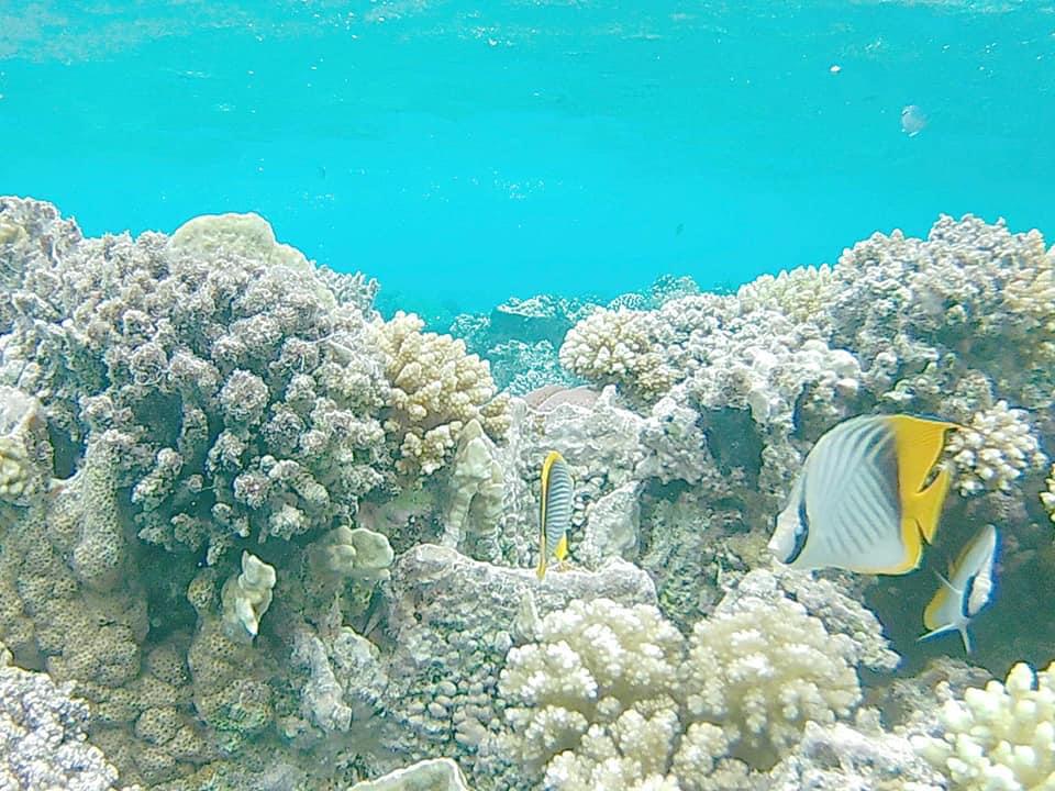 الشعاب المرجانية بجزيرة شواريت