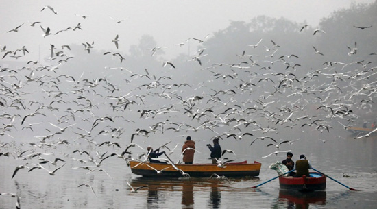 الطيور المهاجرة على ضفاف نهر دلهى