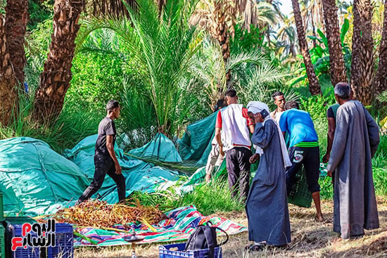 عمال-حصاد-البلح