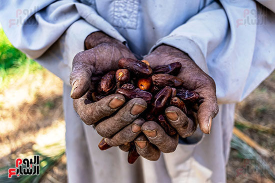 البلح-وأيادى-المزارعين