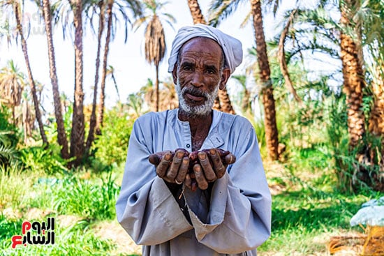 أحد-العمال-فى-موسم-حصاد-البلح-الأسوانى-