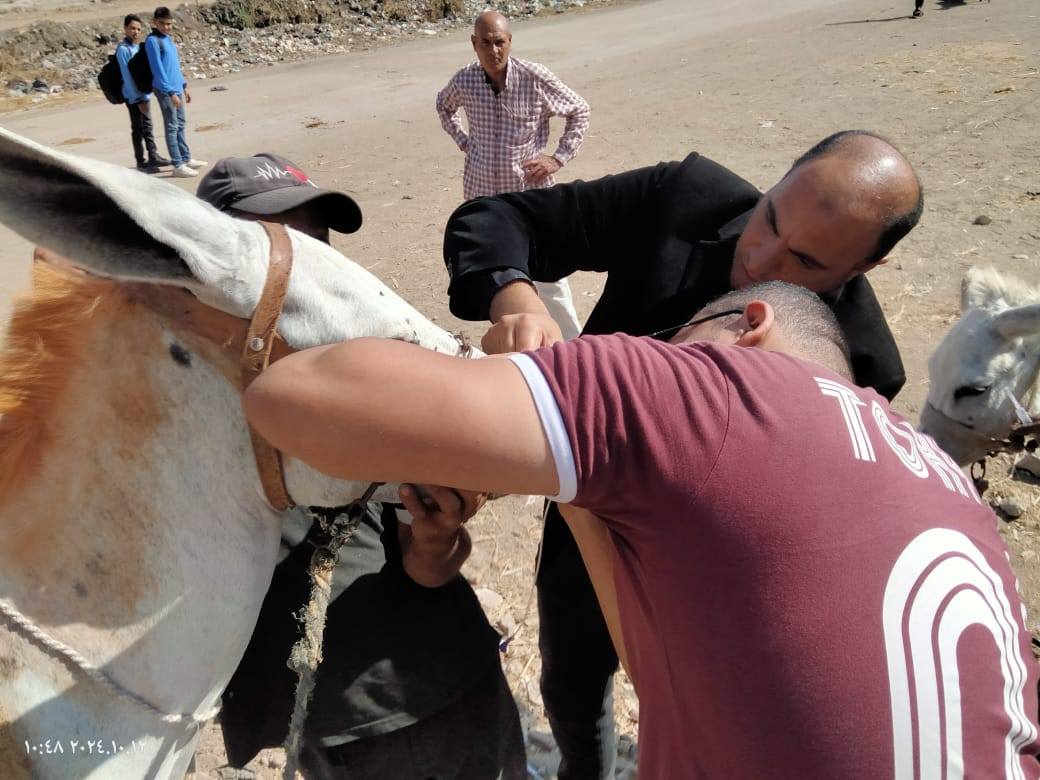 علاج أحد الخيول بالقافلة