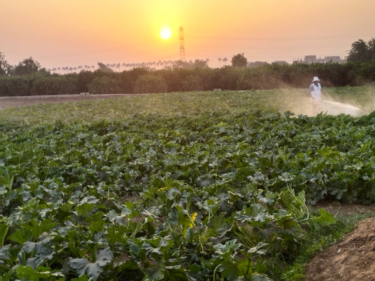 الرش بعد الحصاد لمكافحة الحشرات