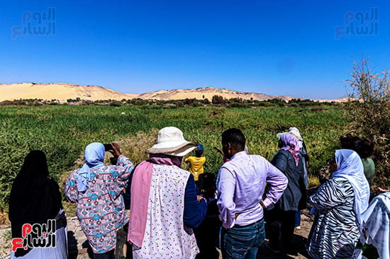 مراقبة-الطيور