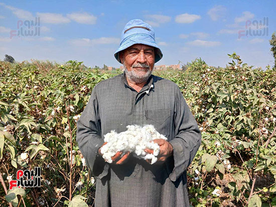 حكاية-العم-لطفى-مع-القطن