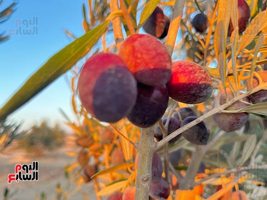 عقود من الجمال