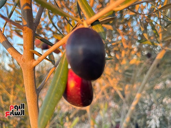 جمال حبوب الزيتون