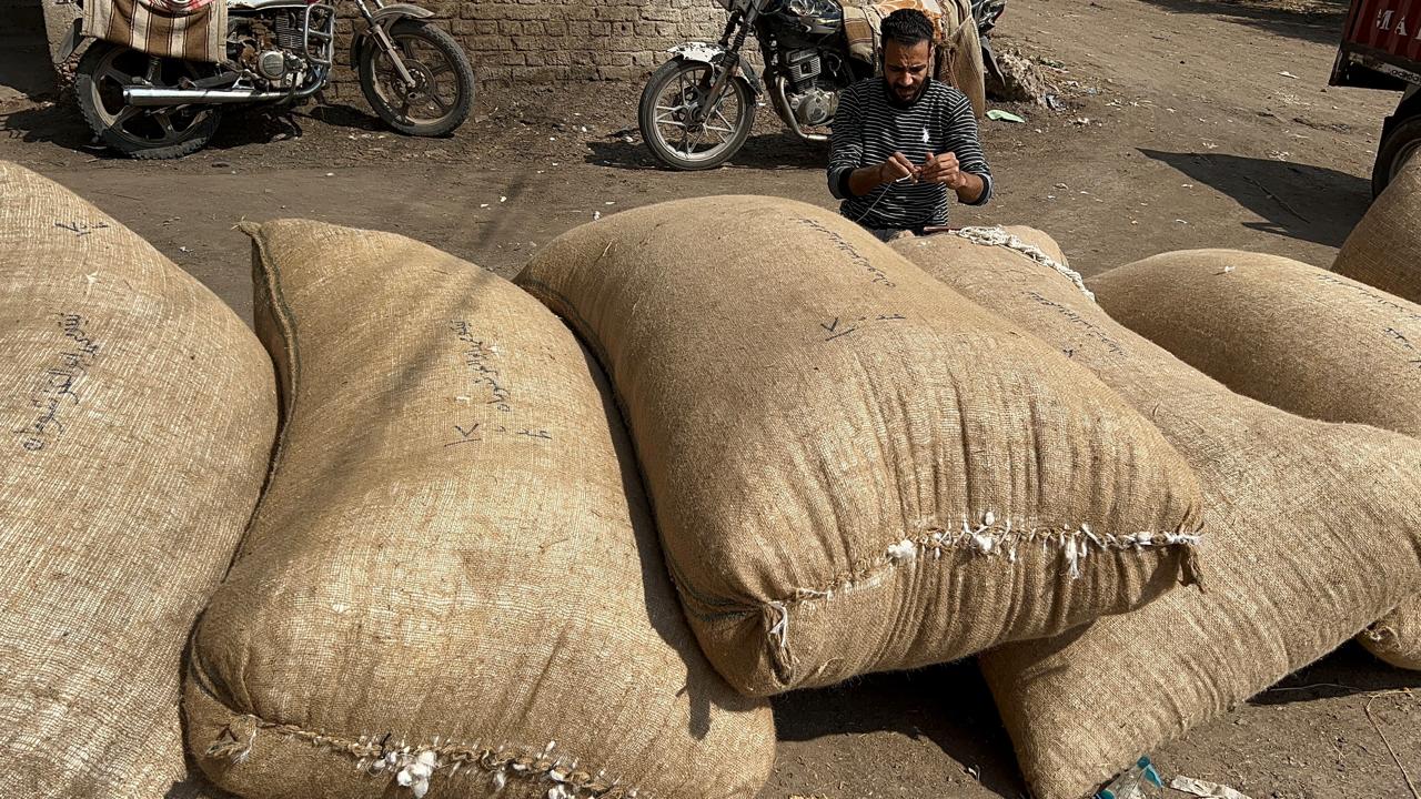 غلق أكياس القطن بعد التوريد