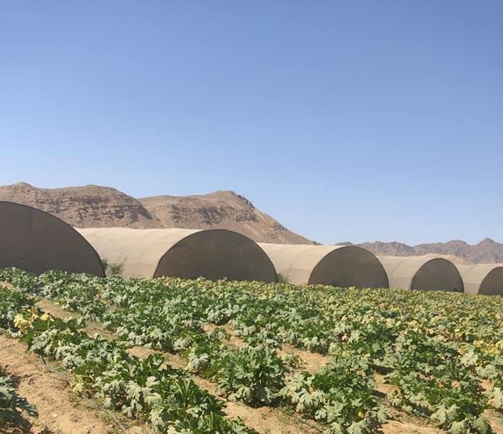 استغلال مياه السيول فى الزراعة