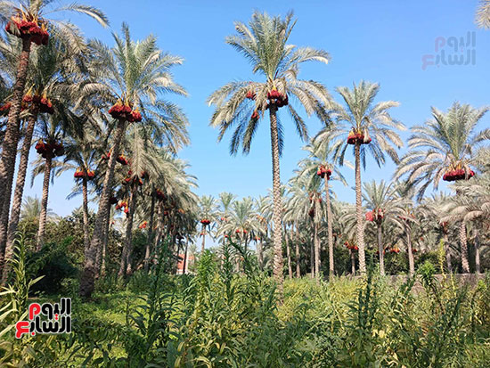 مدينة القرين بمحافظة الشرقية المشهورة بأشجار النخيل (2)