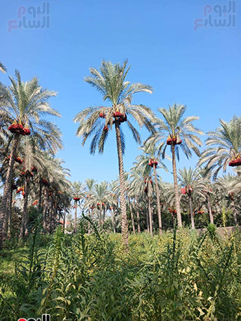مدينة القرين بمحافظة الشرقية المشهورة بأشجار النخيل (6)