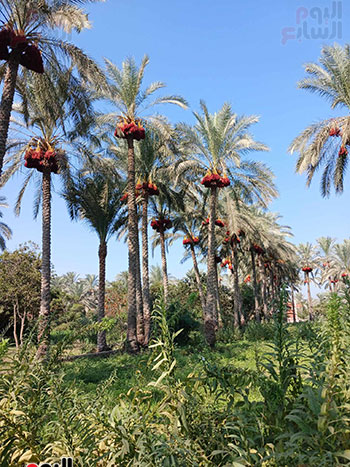 مدينة القرين بمحافظة الشرقية المشهورة بأشجار النخيل (1)