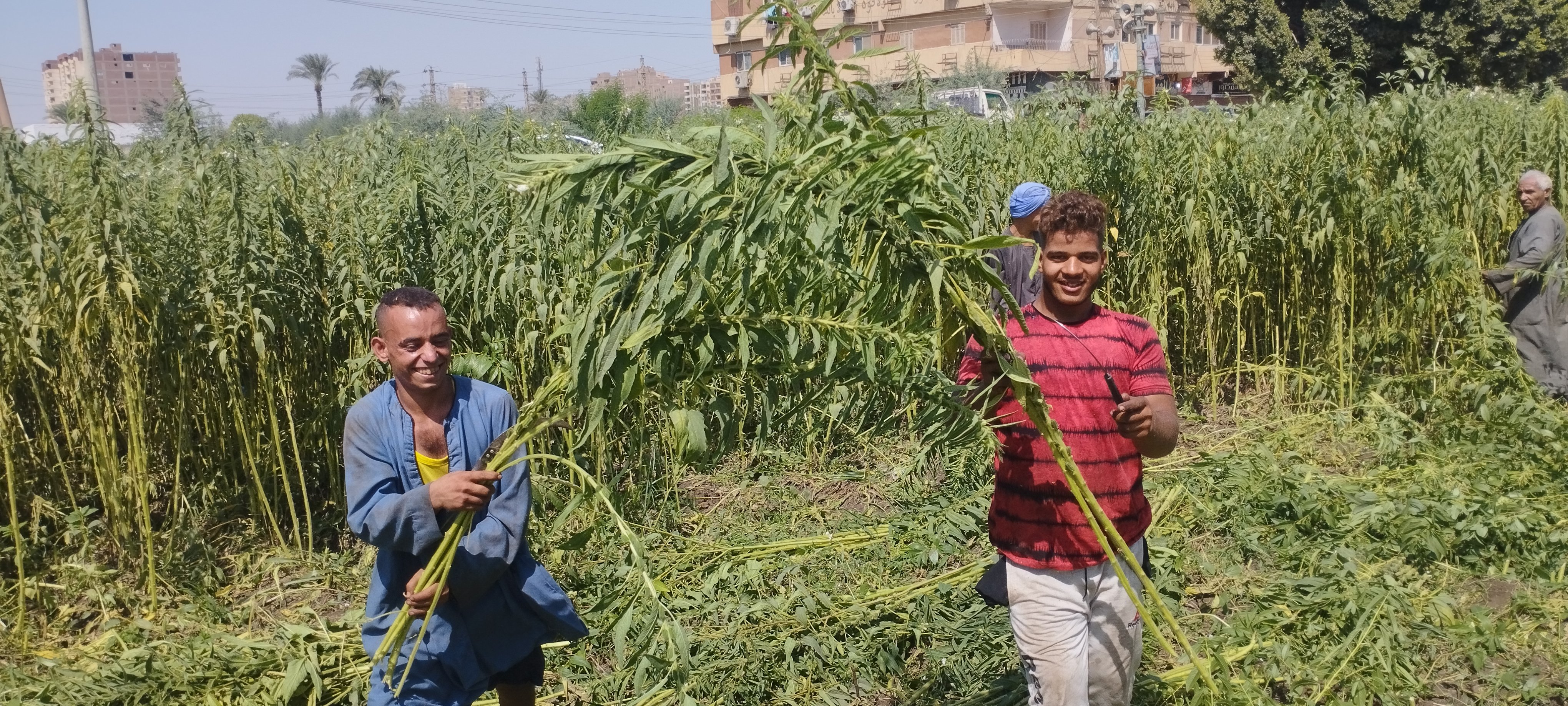 فرحة المزارعبن بالحصاد