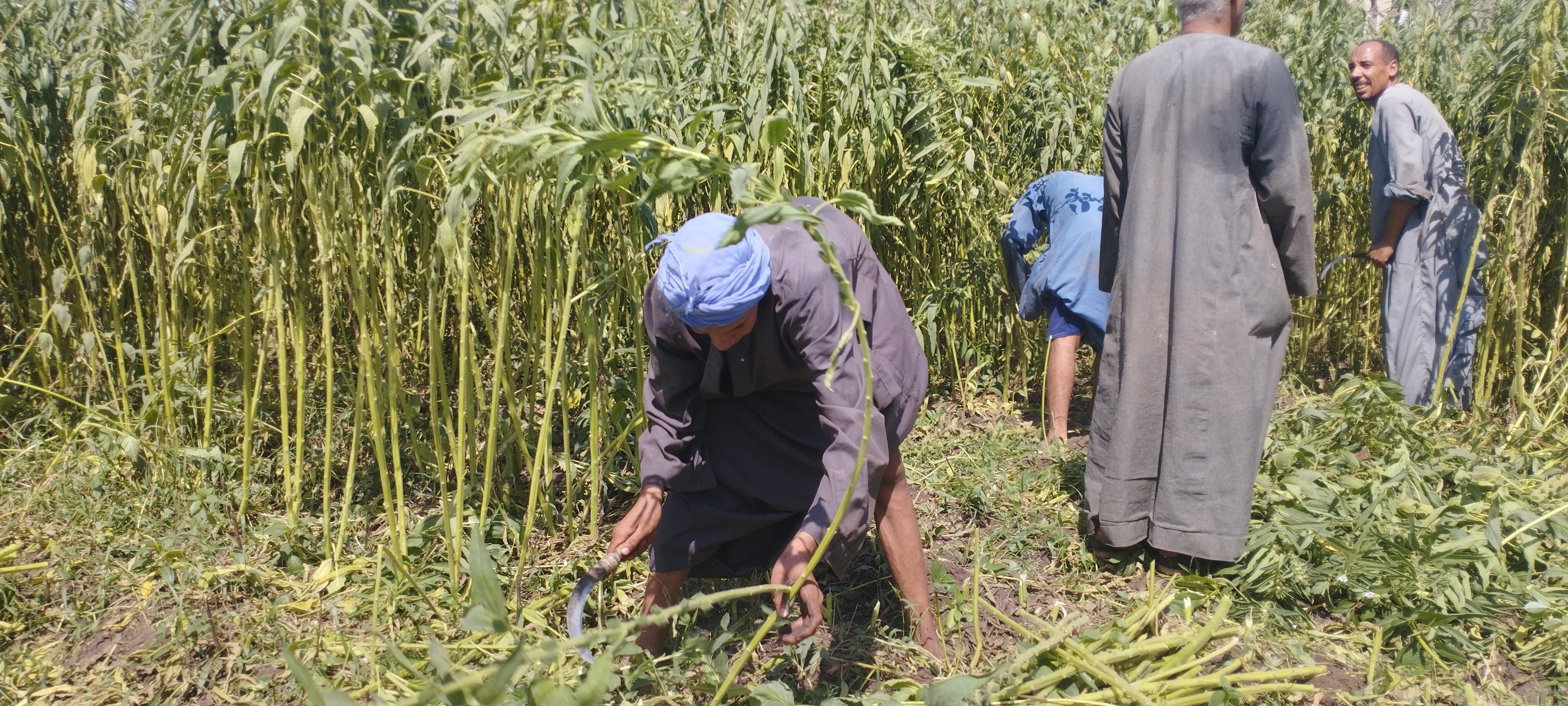 اثناء عملية حصاد السمسم 